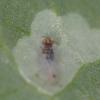 Phytomyza sp.